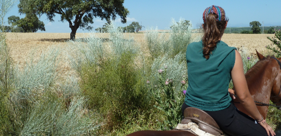 Horses, Sun and Wine